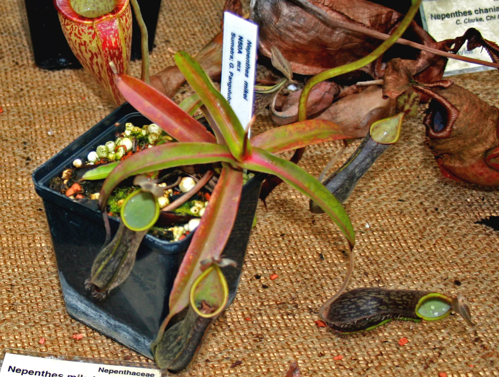 Nepenthes Mikei (Nepenthes mikei)