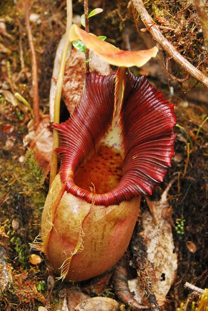 Nepenthes Ovata (Nepenthes ovata)