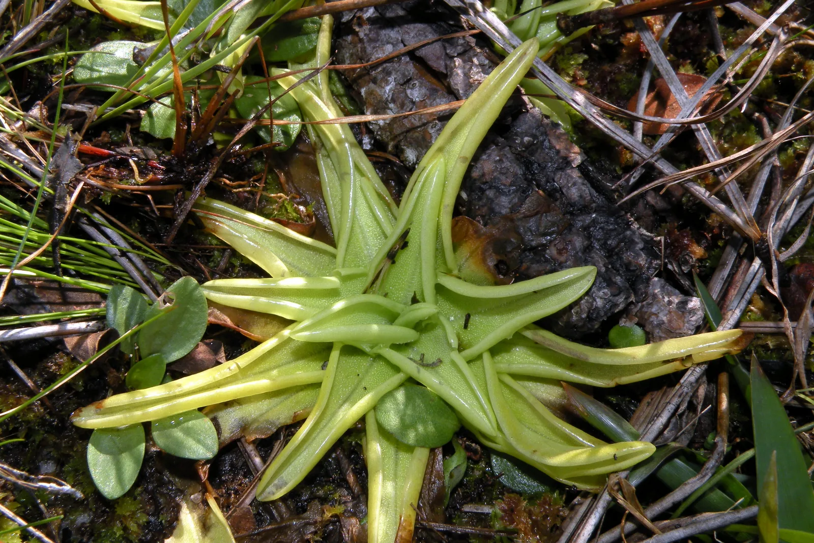 Yellow Butterwort (Pinguicula lutea)
