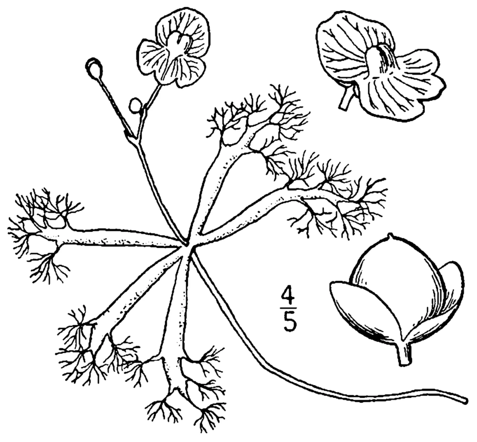 Floating Bladderwort