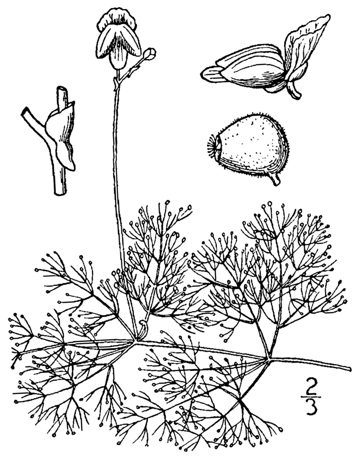 Purple Bladderwort (Utricularia purpurea)