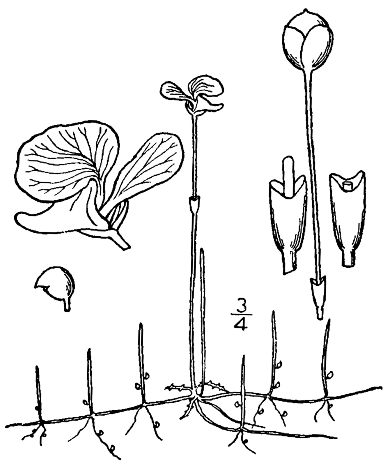 Lavender Bladderwort (Utricularia resupinata)