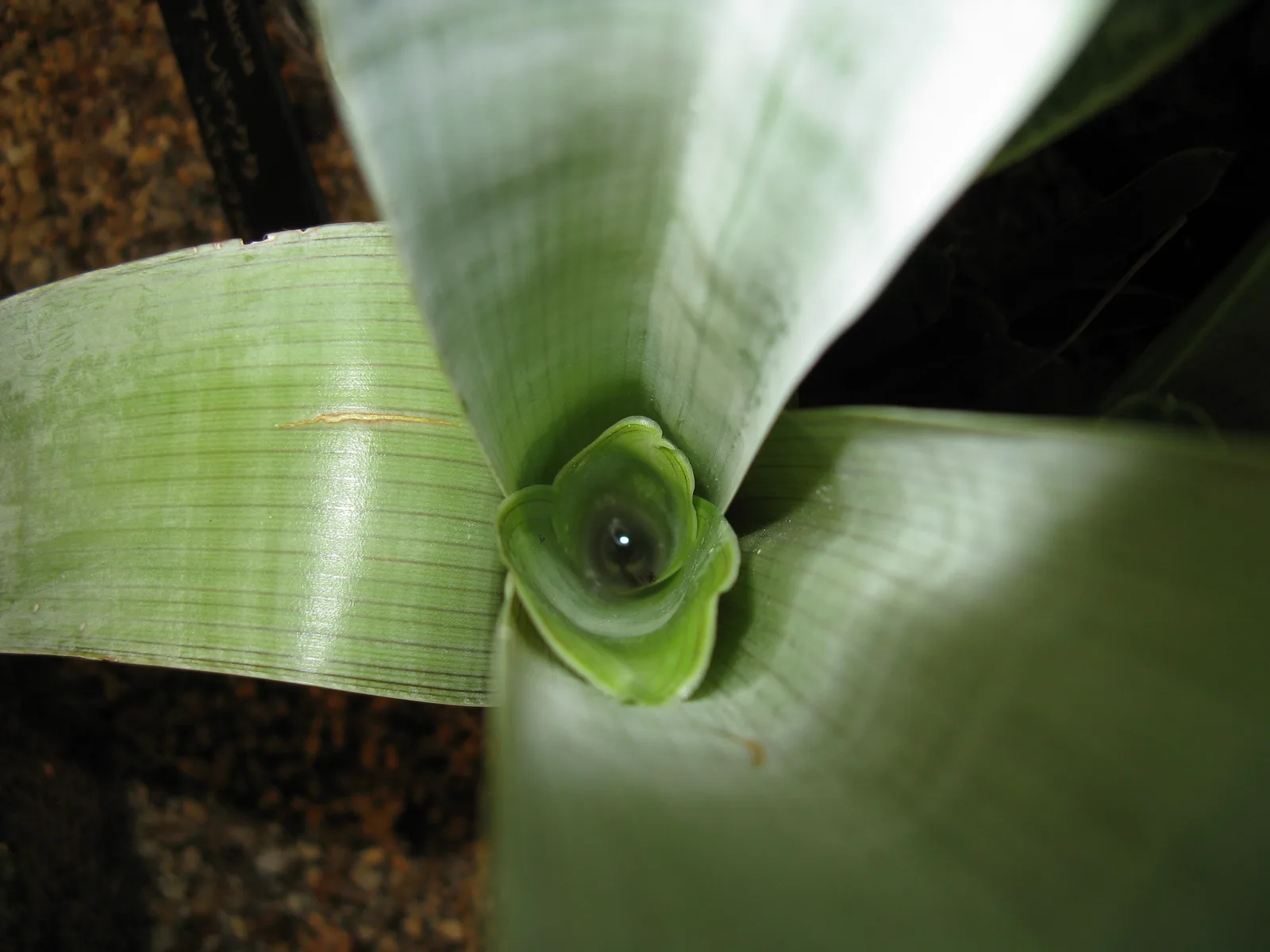 Brocchinia Reducta (Brocchinia reducta)