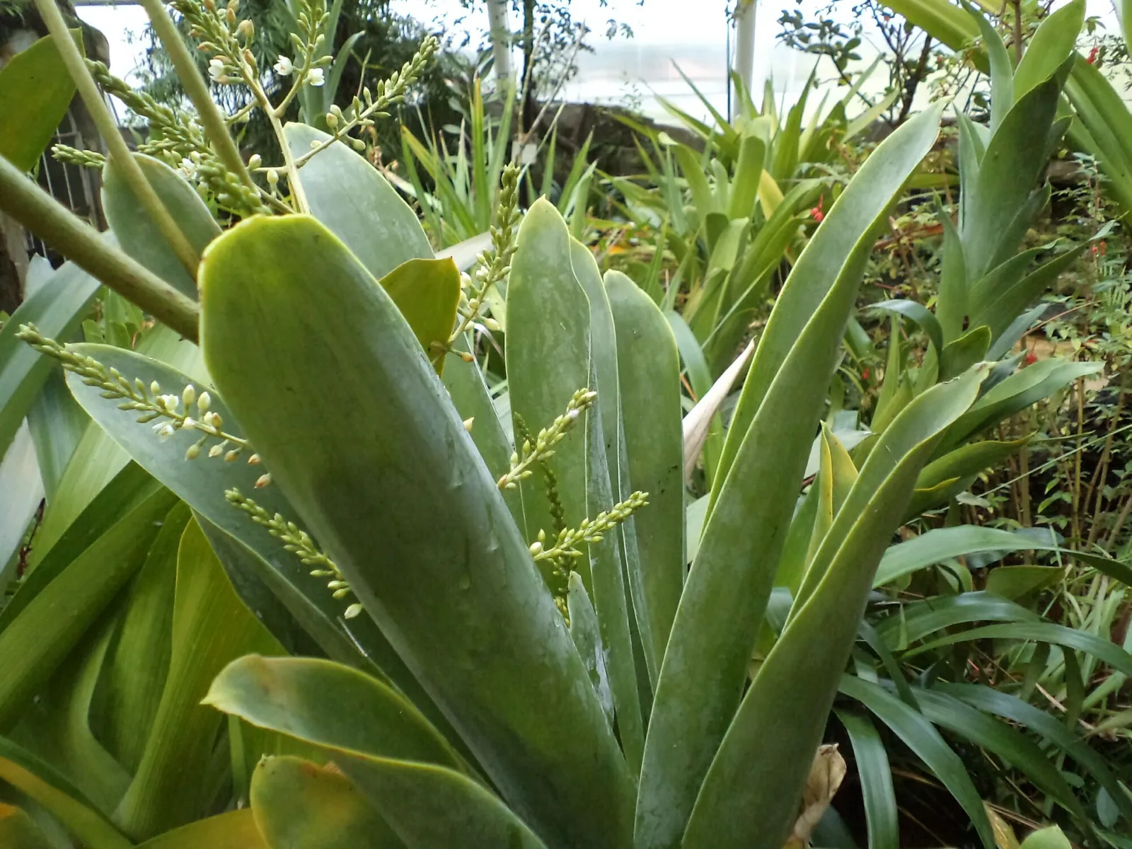 Brocchinia Hechtioides (Brocchinia hechtioides)