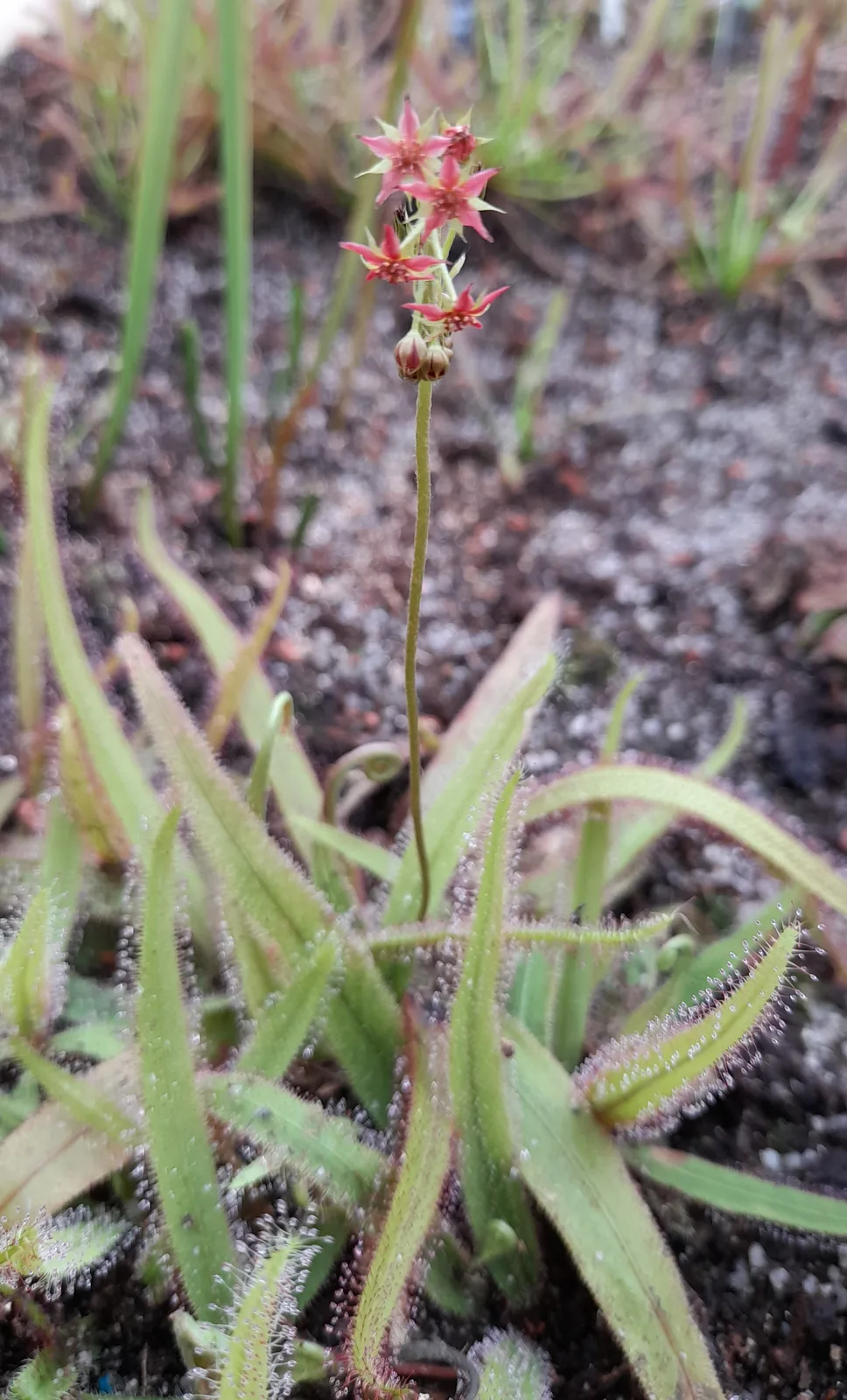 Lance-leaved Sundew