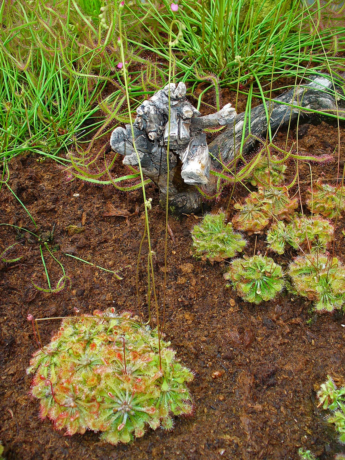 Pink Sundew (Drosera capillaris)