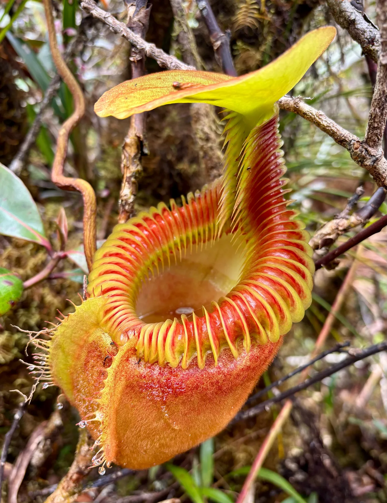 Villose Pitcher Plant (Nepenthes villosa)