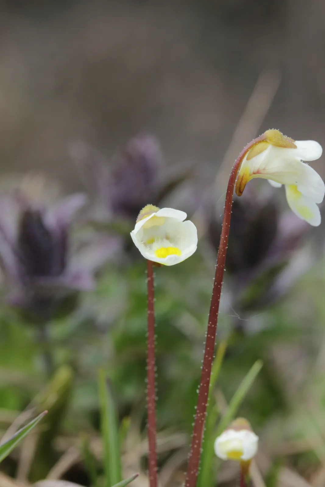 Alpine Butterwort (Pinguicula alpina)