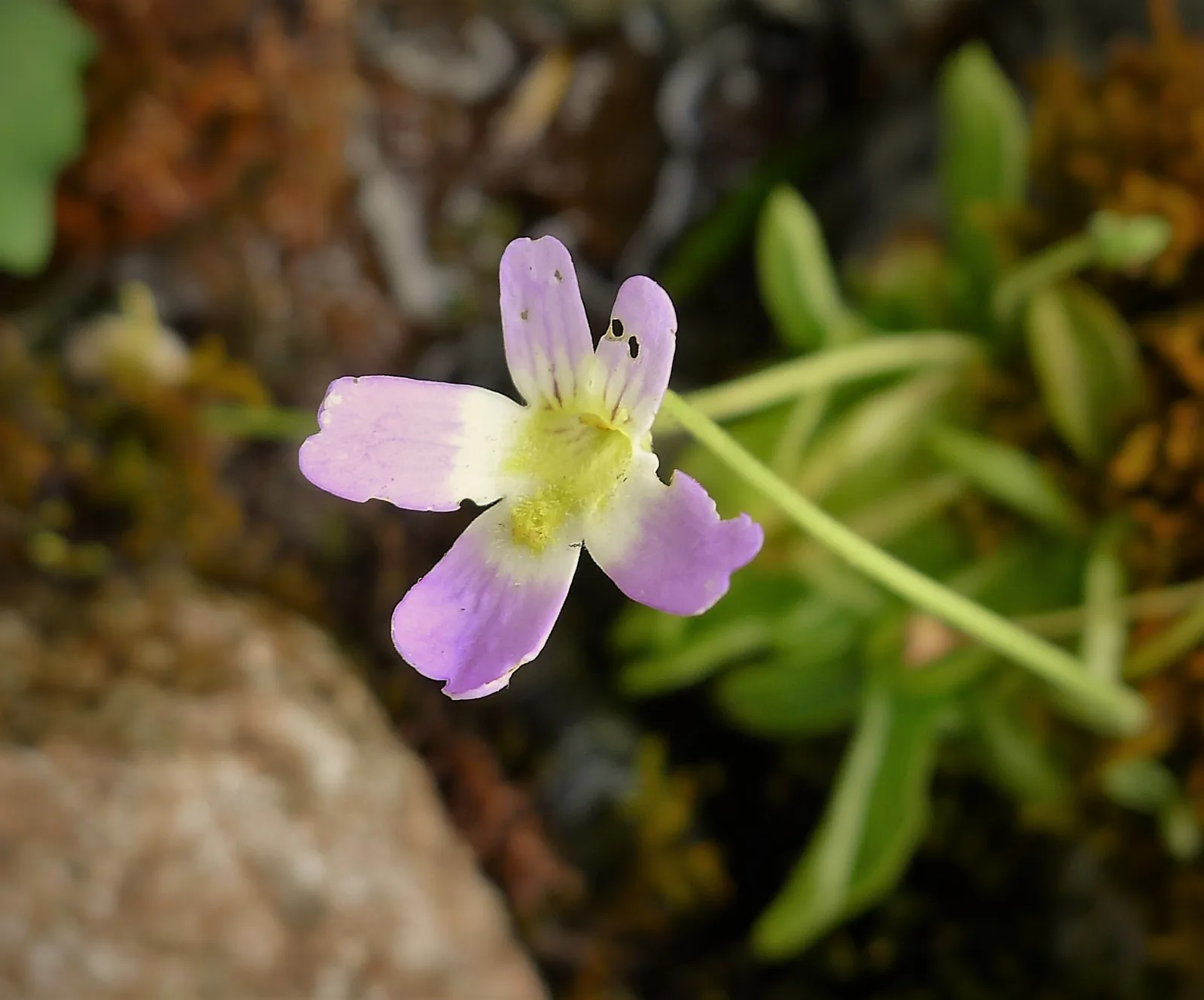 Balkan Butterwort (Pinguicula balcanica)