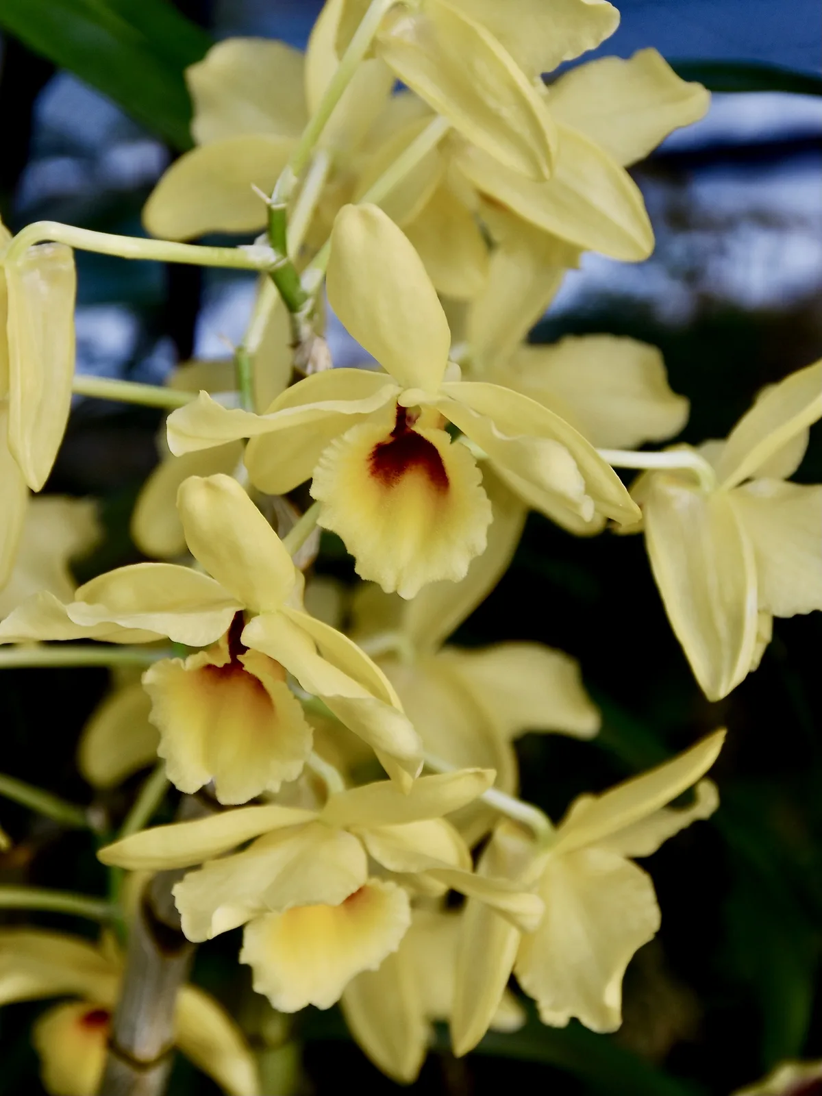 Noble Dendrobium (Dendrobium nobile)