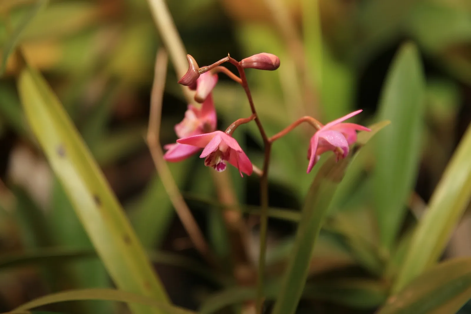 Pink Rock Orchid (Dendrobium kingianum)
