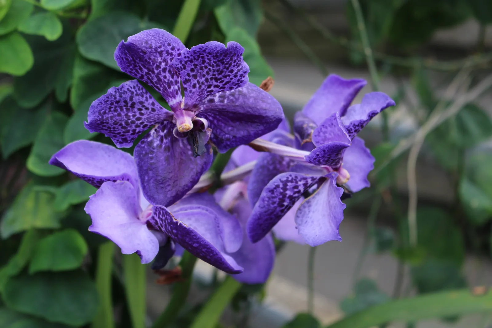 Blue Vanda (Vanda coerulea)