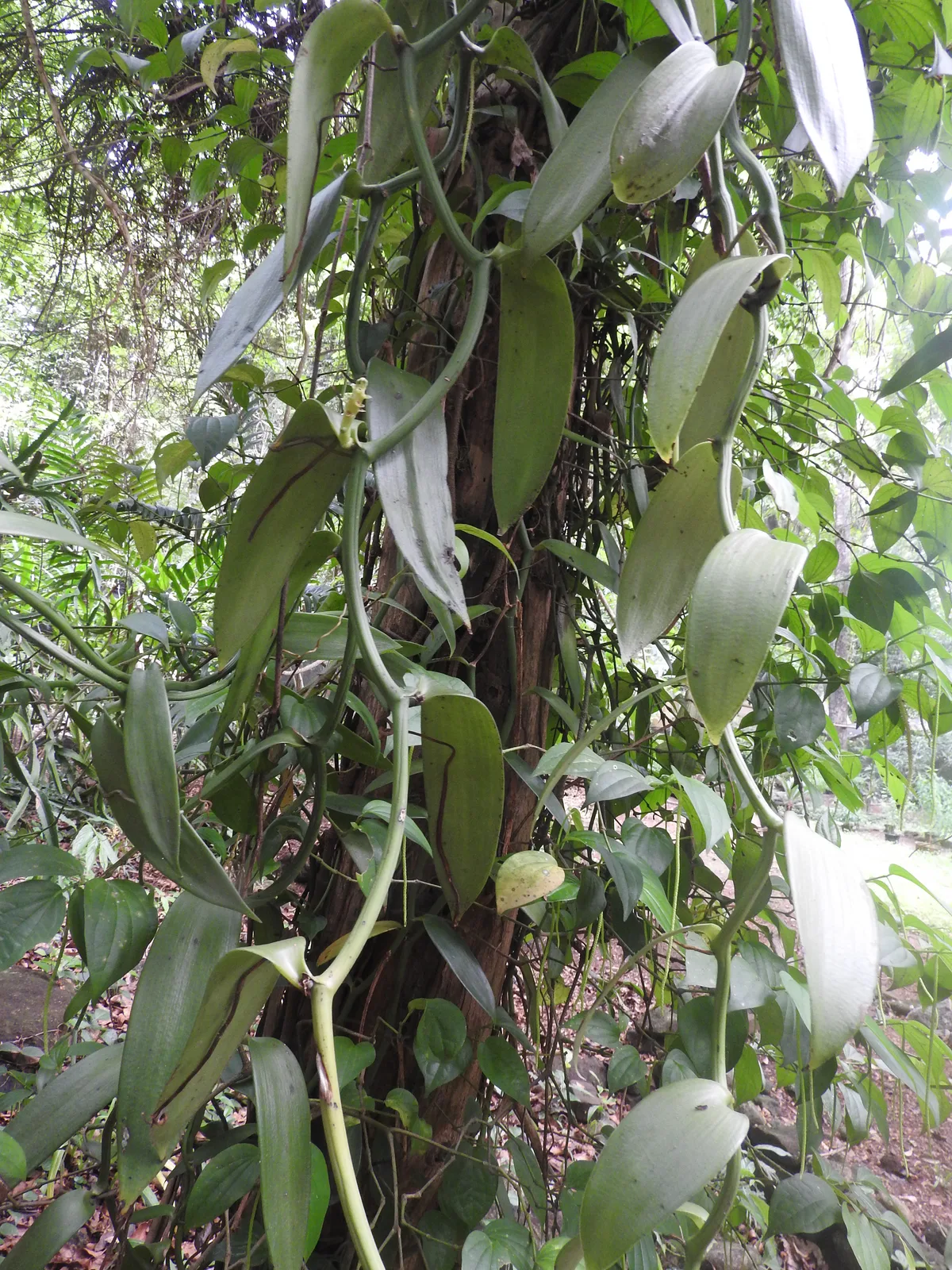 Vanilla Orchid (Vanilla planifolia)