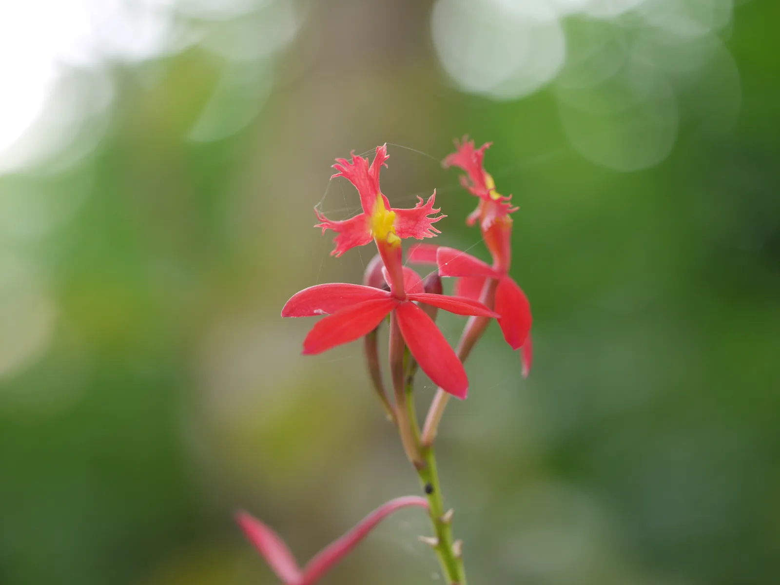 Fire Star Orchid