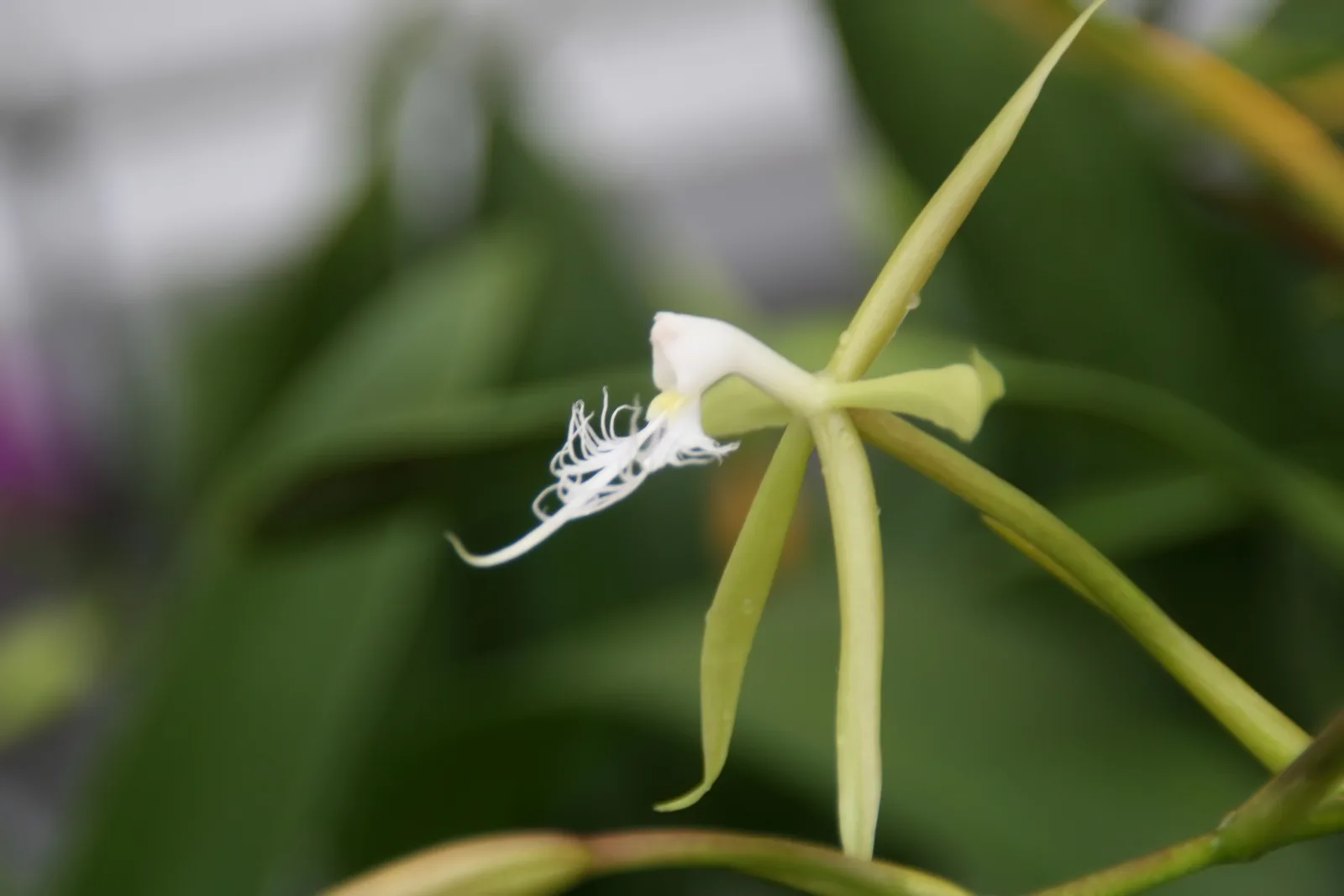 Fringed Star Orchid (Epidendrum ciliare)