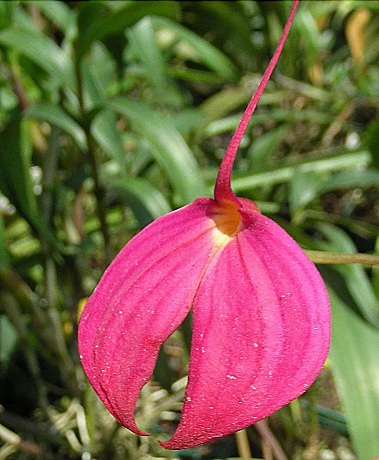 Scarlet Masdevallia
