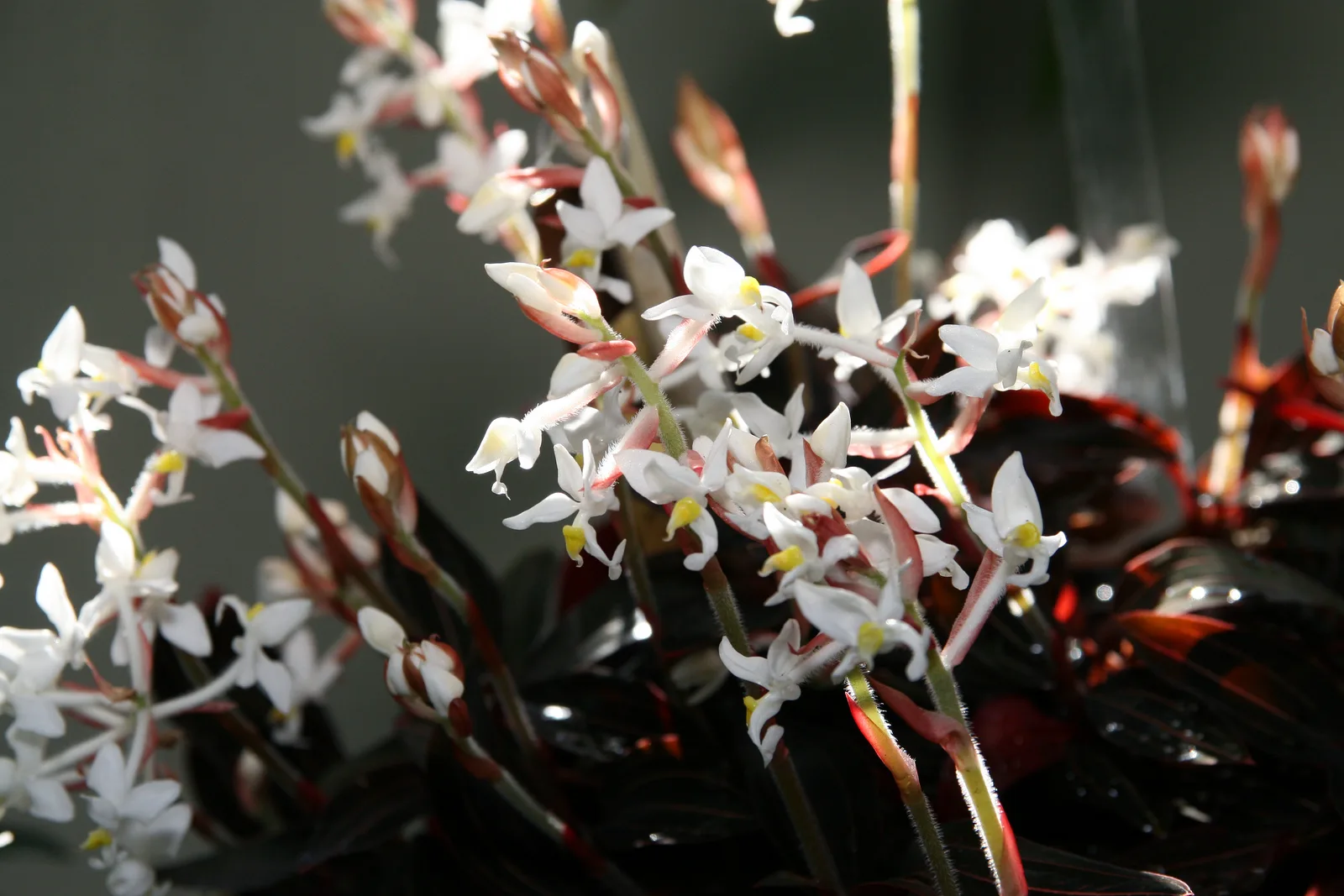 Jewel Orchid