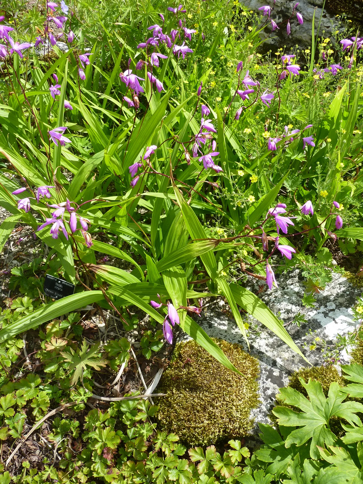 Chinese Ground Orchid