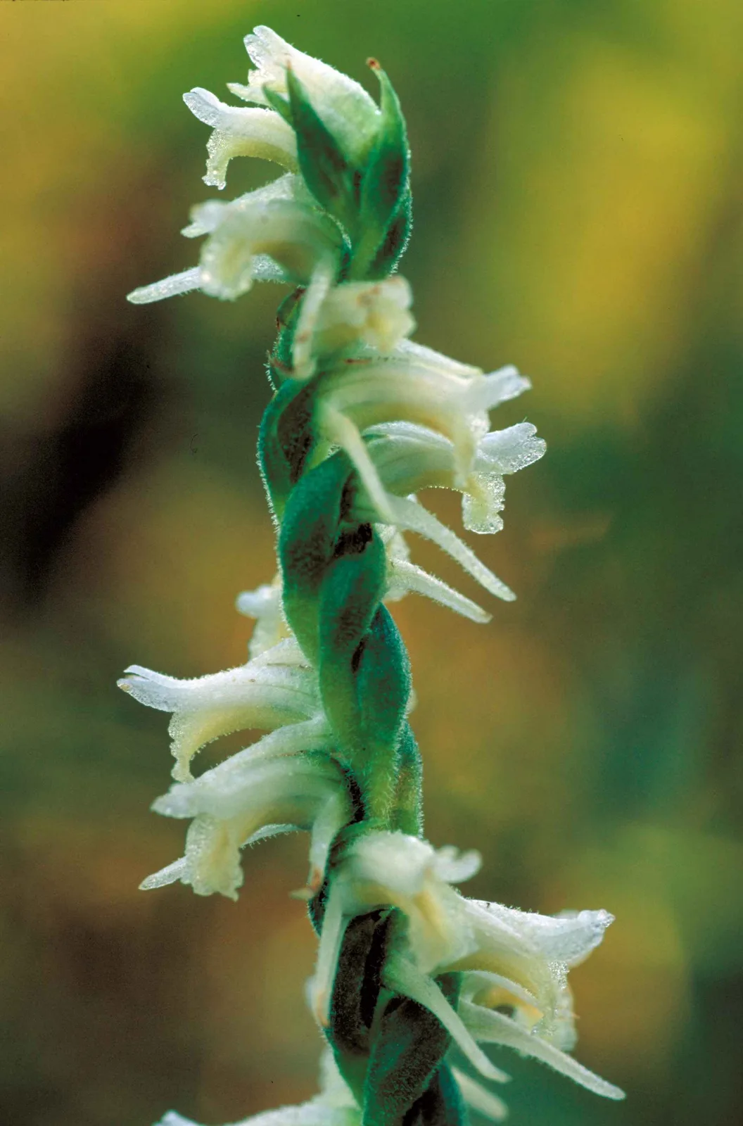 Nodding Ladies Tresses