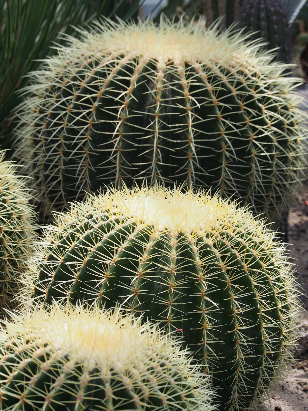 Golden Barrel Cactus