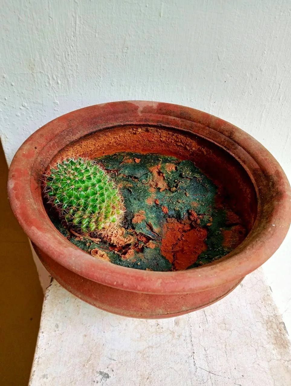 Ladyfinger Cactus