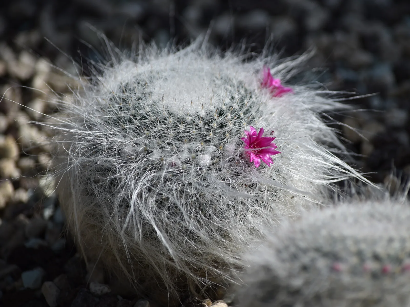Old Lady Cactus (Mammillaria hahniana)