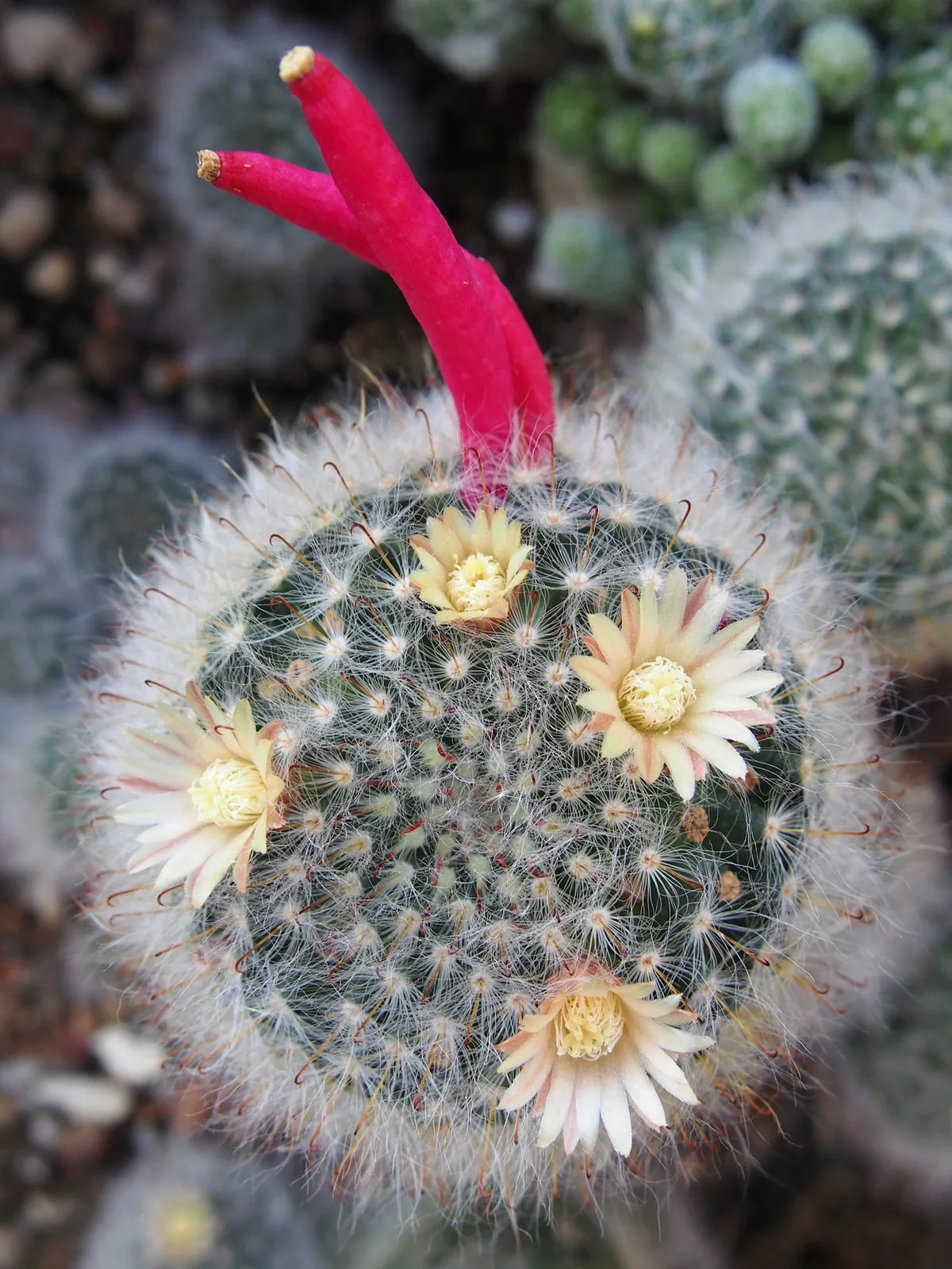 Powder Puff Cactus (Mammillaria bocasana)