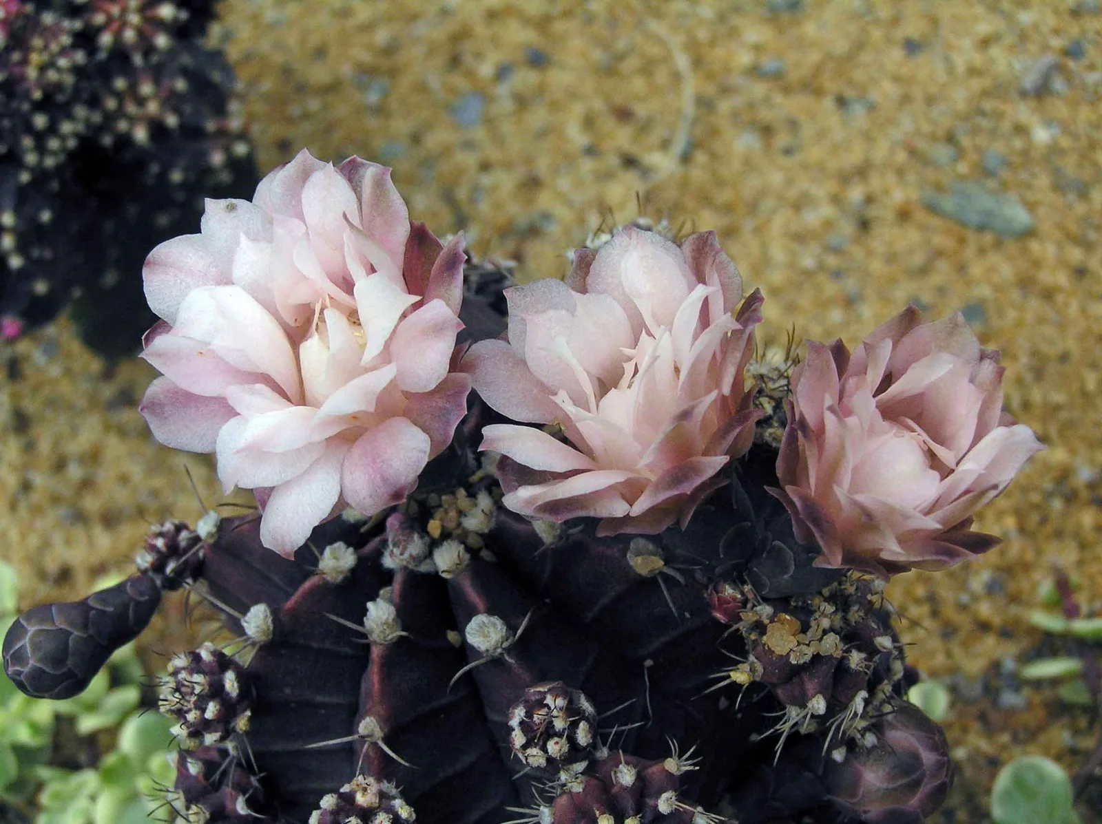 Chin Cactus