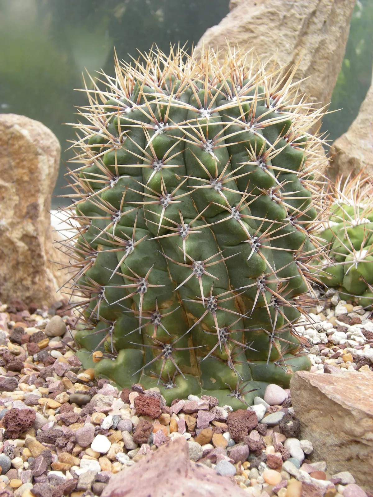 Giant Chin Cactus (Gymnocalycium saglionis)