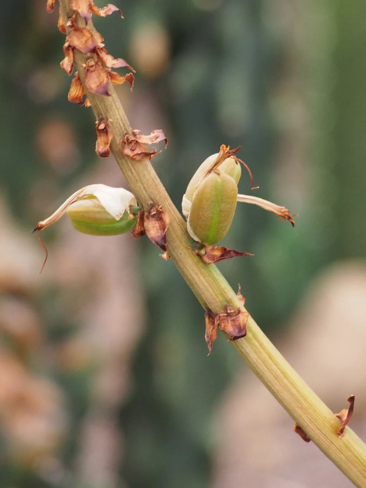 Cape Aloe (Aloe ferox)