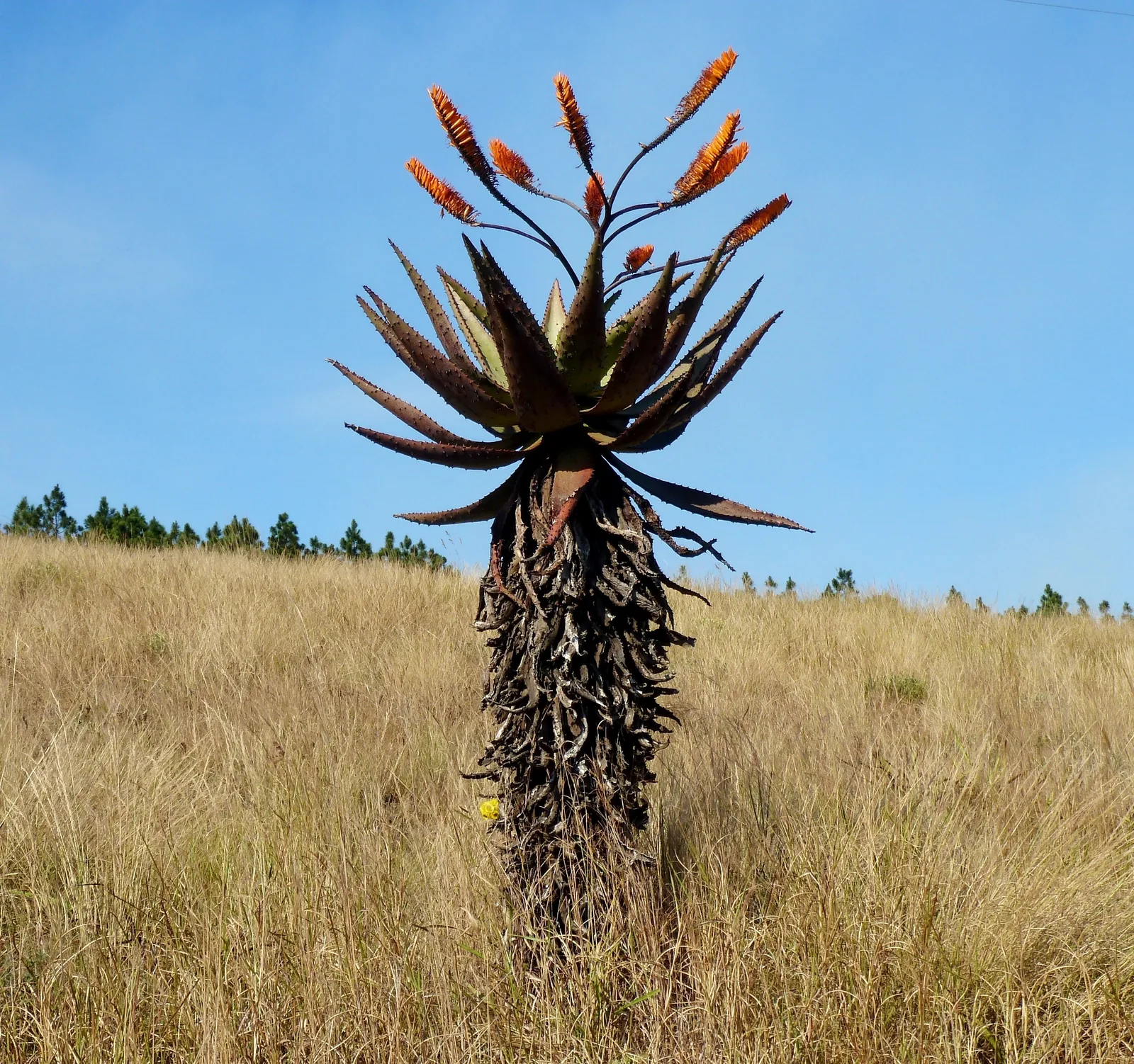 Mountain Aloe (Aloe marlothii)