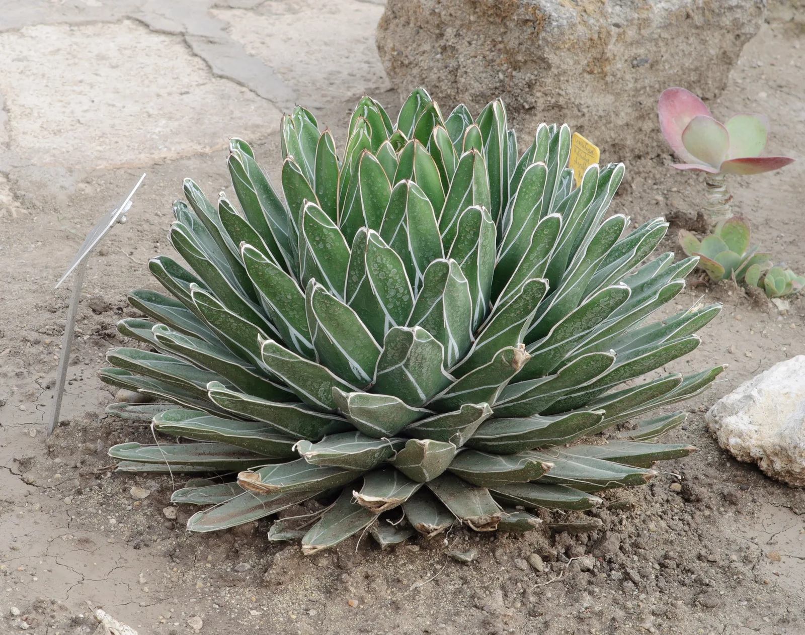 Queen Victoria Agave (Agave victoriae-reginae)