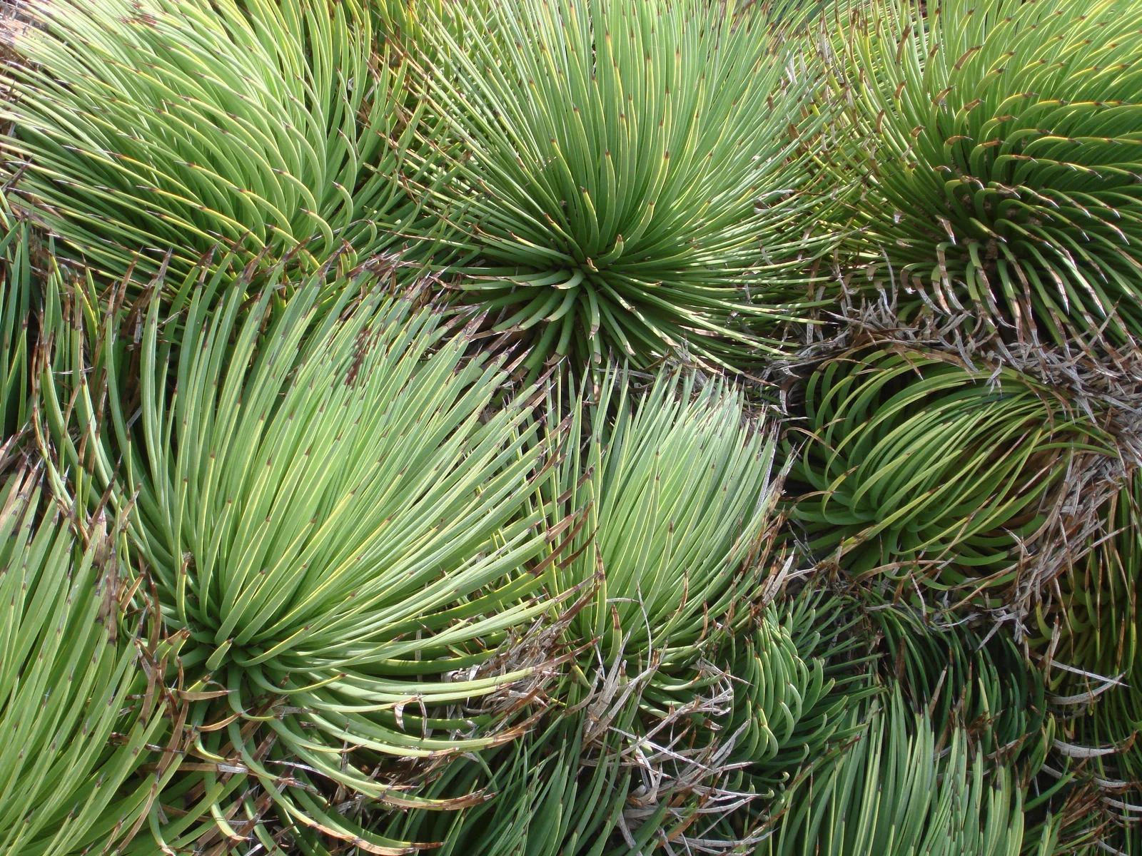 Hedgehog Agave (Agave stricta)