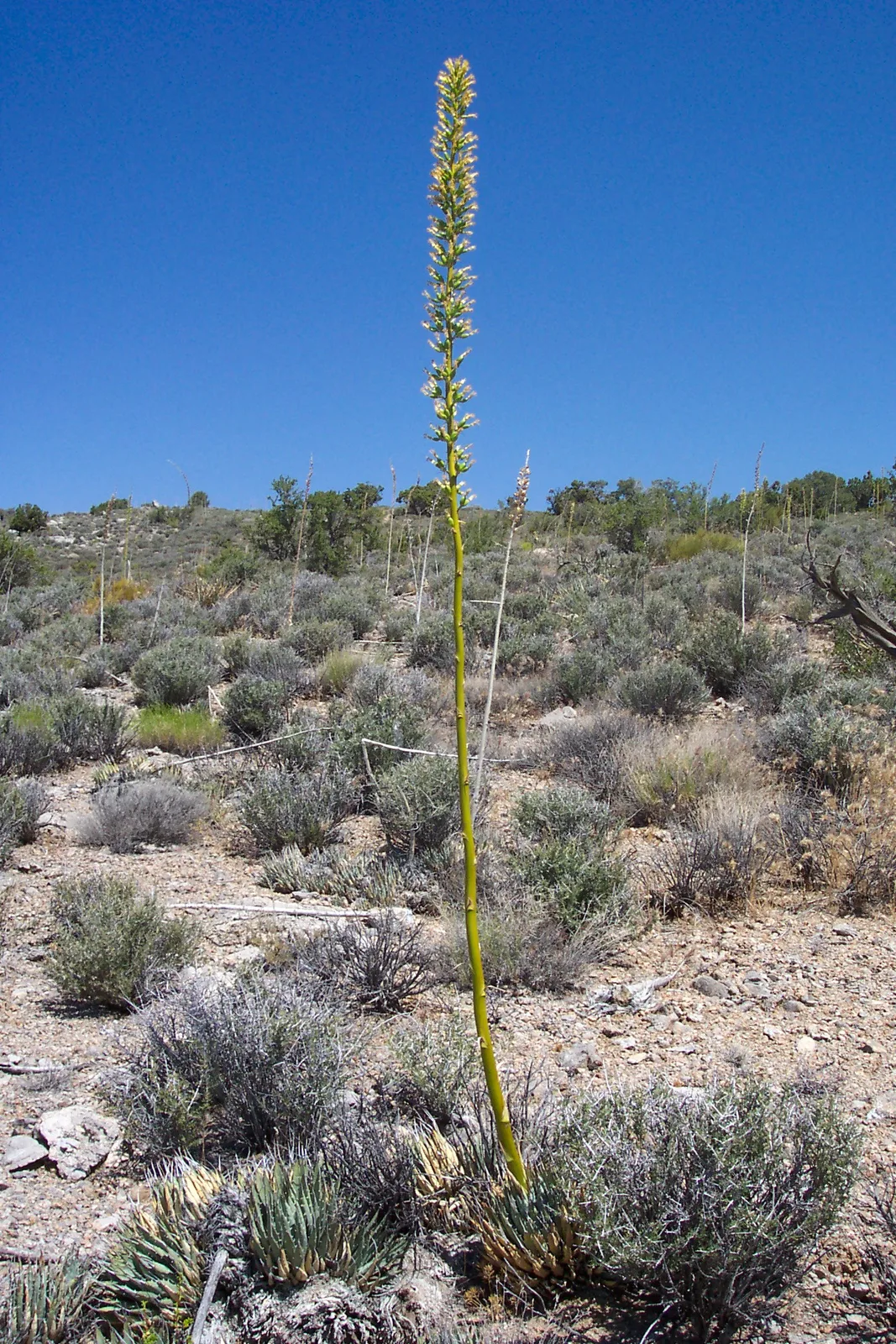 Utah Agave