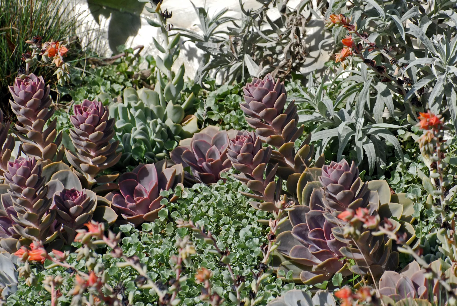 Ghost Echeveria (Echeveria lilacina)