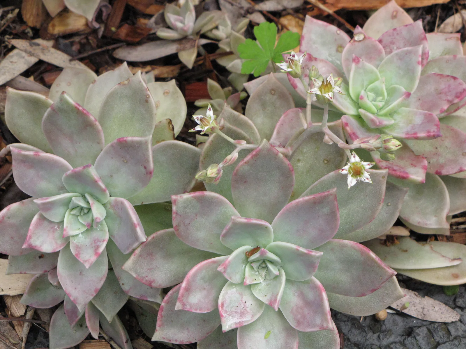 Ghost Plant (Graptopetalum paraguayense)