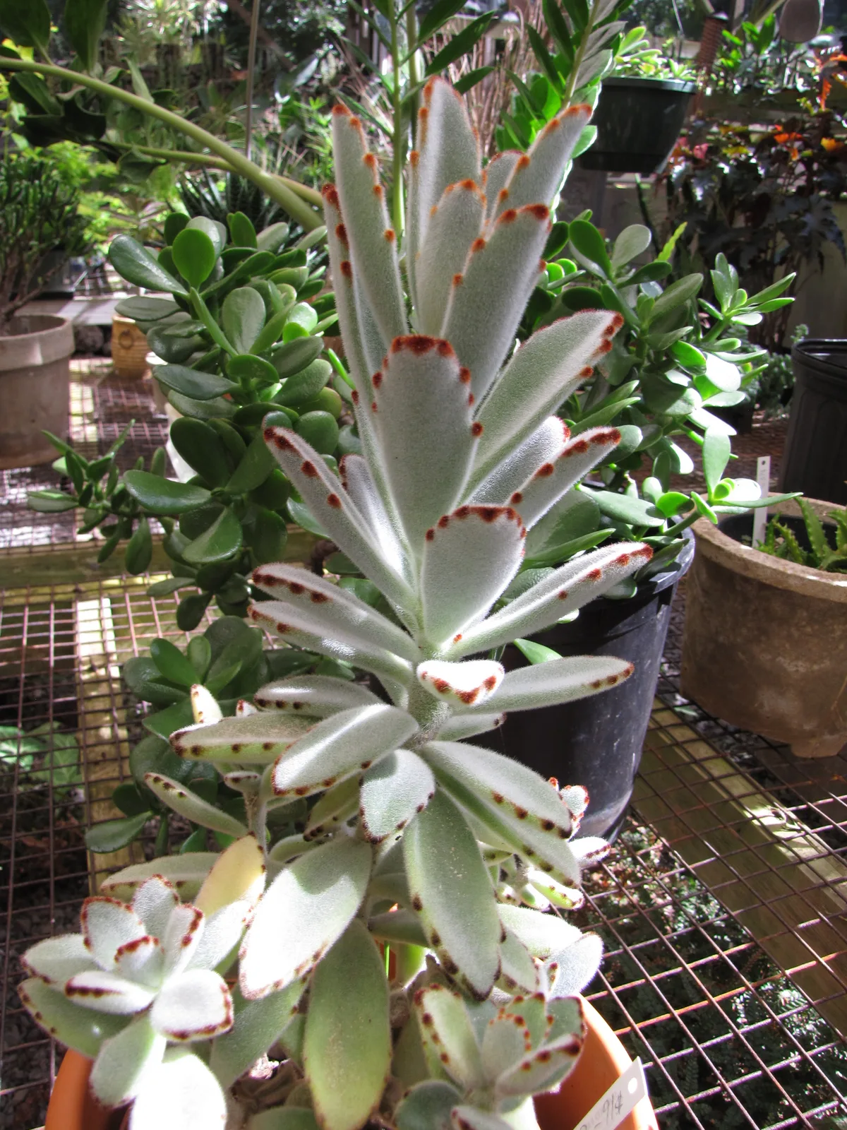 Panda Plant (Kalanchoe tomentosa)