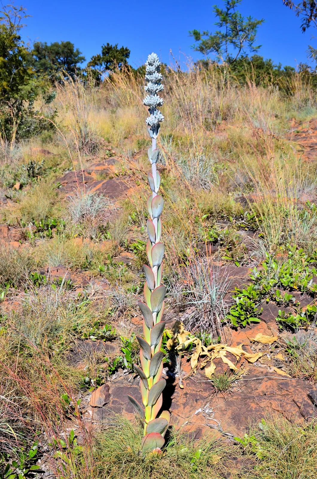Paddle Plant (Kalanchoe thyrsiflora)
