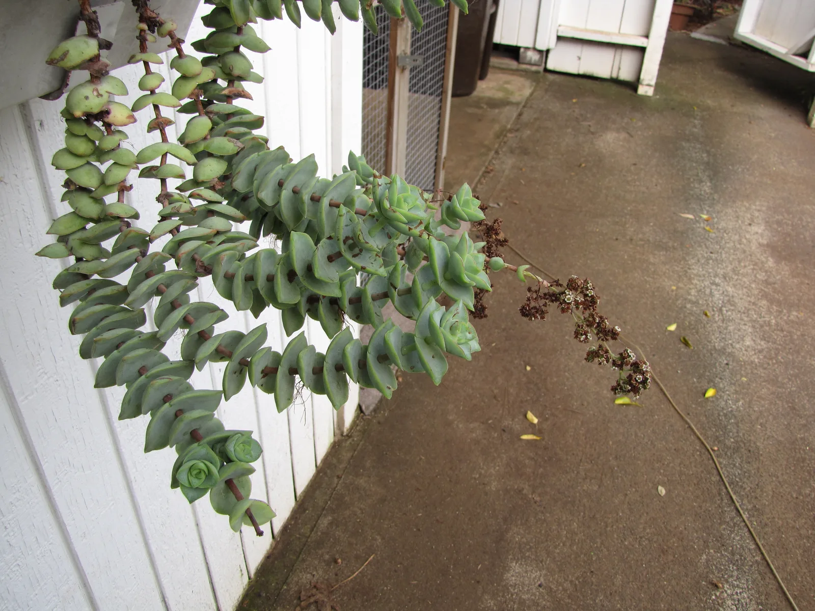 String of Buttons (Crassula perforata)