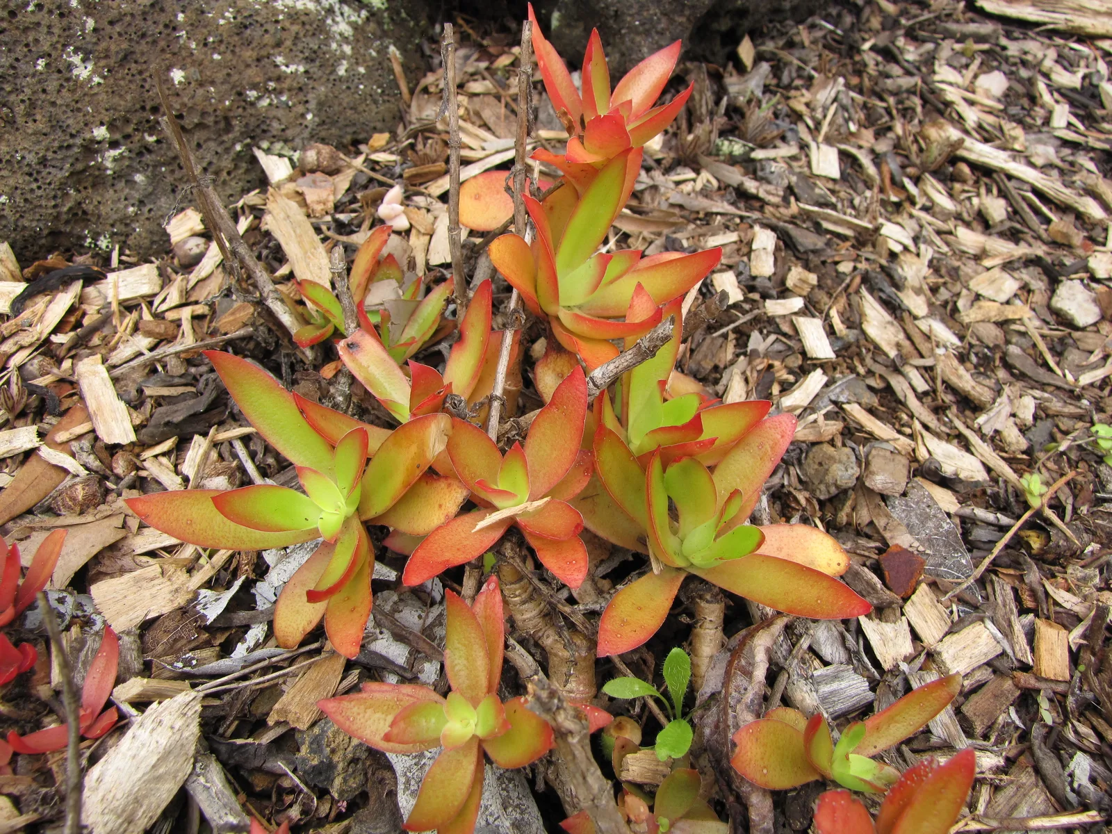 Campfire Crassula