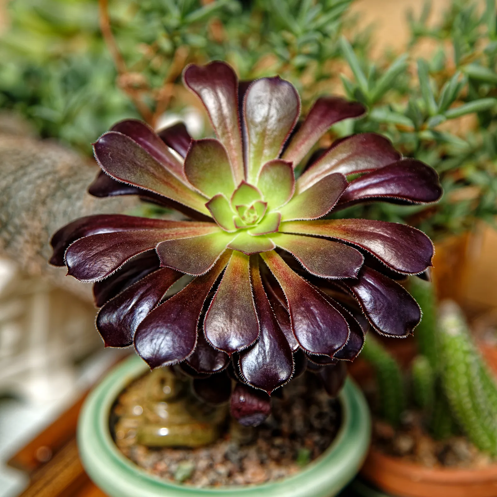 Tree Aeonium (Aeonium arboreum)