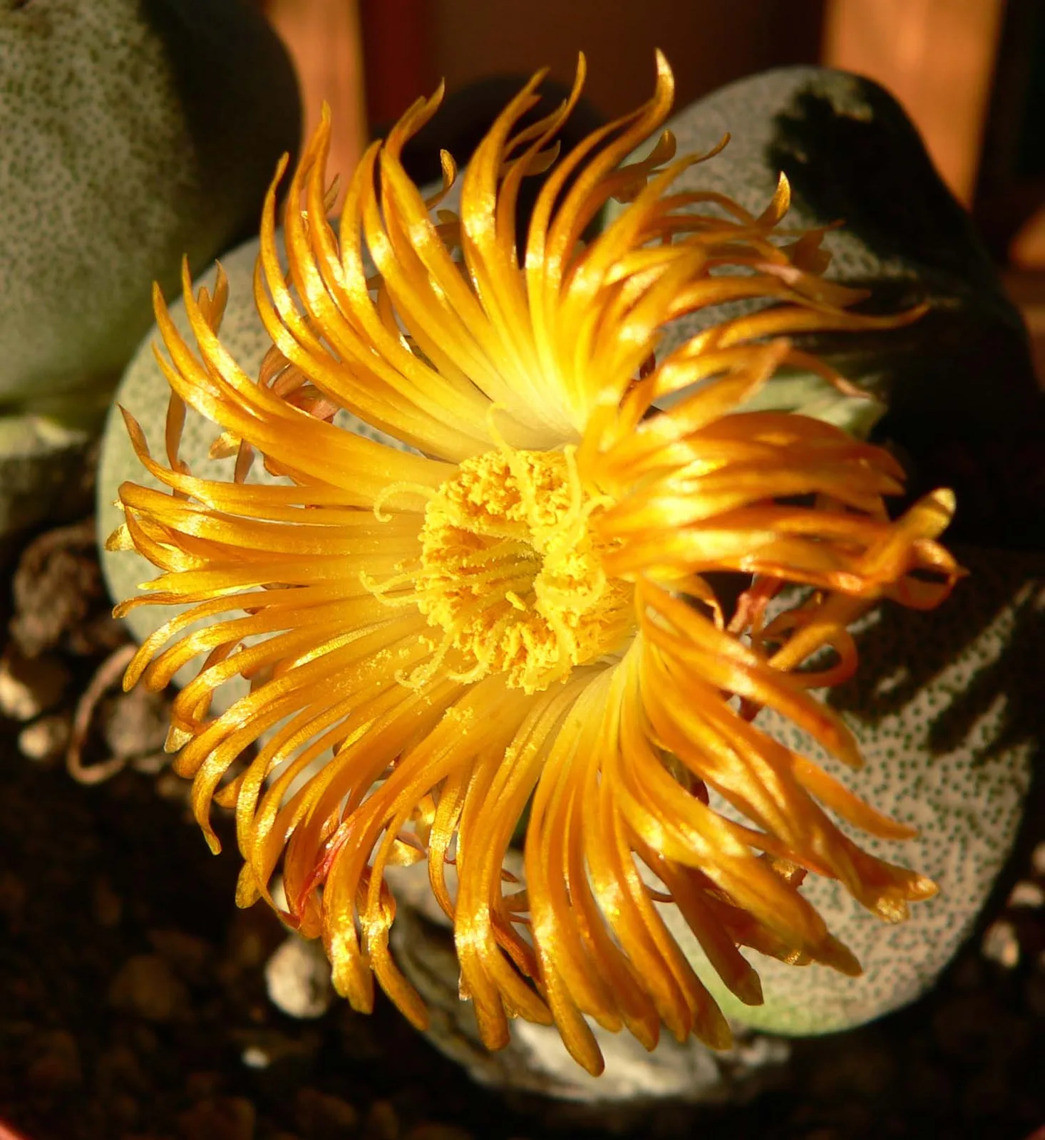 Split Rock (Pleiospilos nelii)