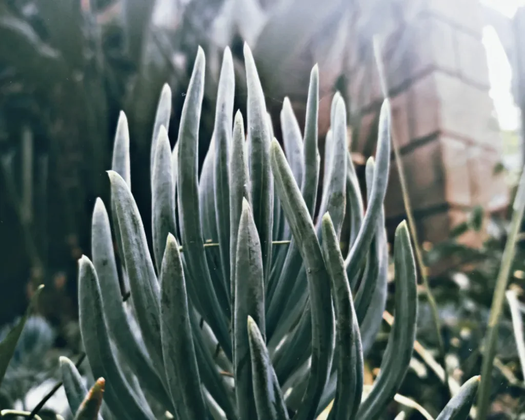 Blue Chalksticks