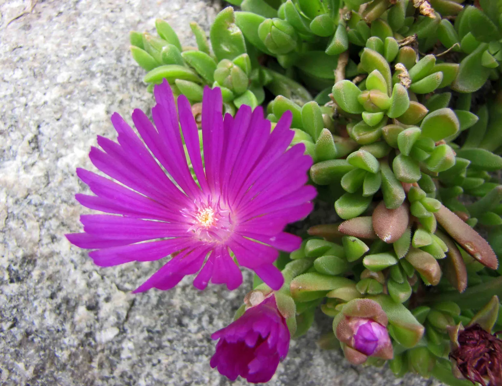 Ice Plant (Delosperma cooperi)