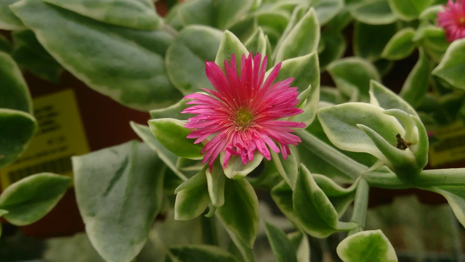 Heartleaf Ice Plant (Aptenia cordifolia)