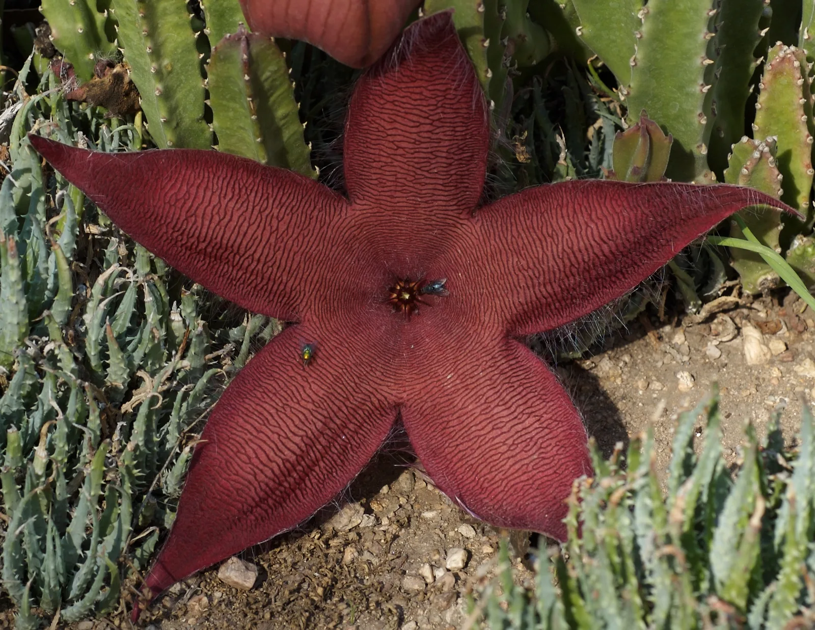 Starfish Flower