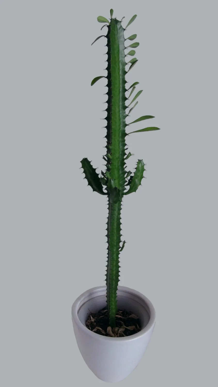 African Milk Tree (Euphorbia trigona)