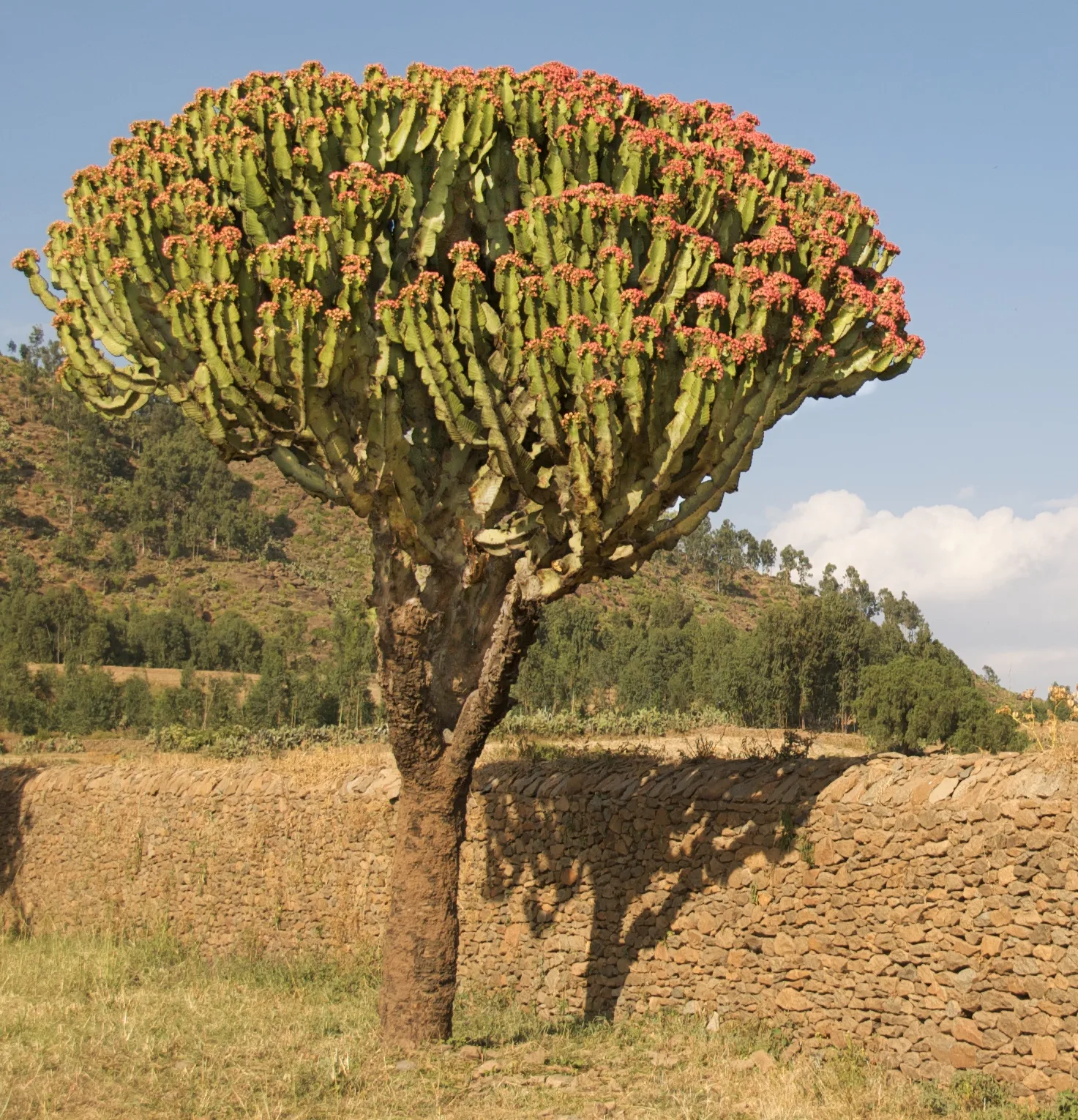 Candelabra Tree (Euphorbia ingens)