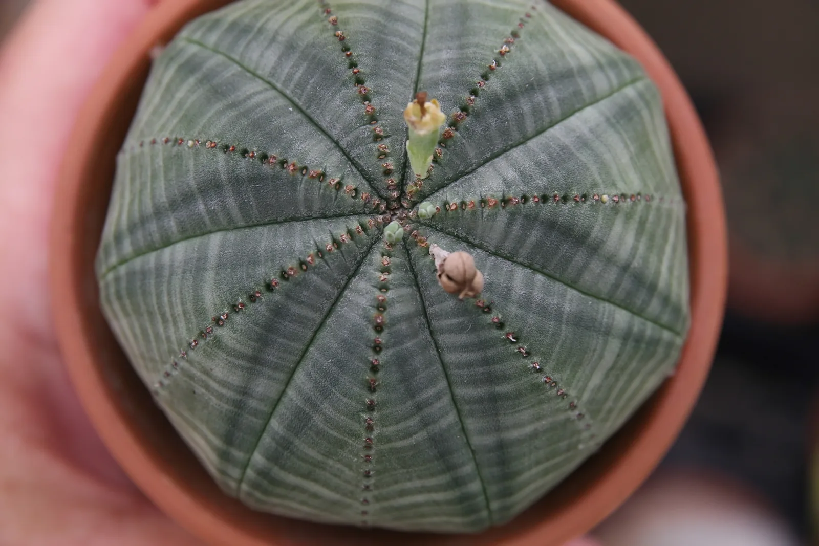 Baseball Plant (Euphorbia obesa)
