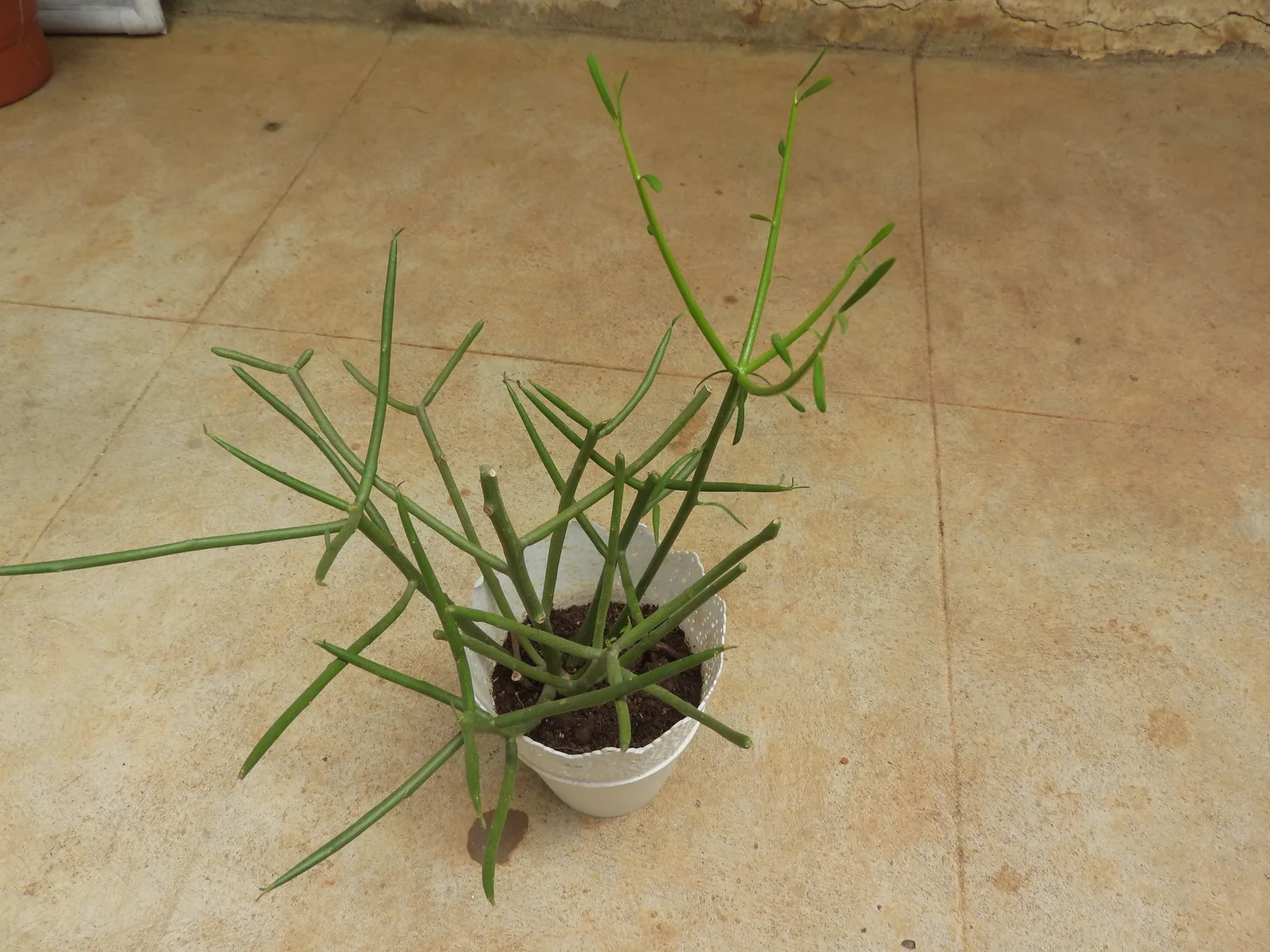 Pencil Cactus (Euphorbia tirucalli)